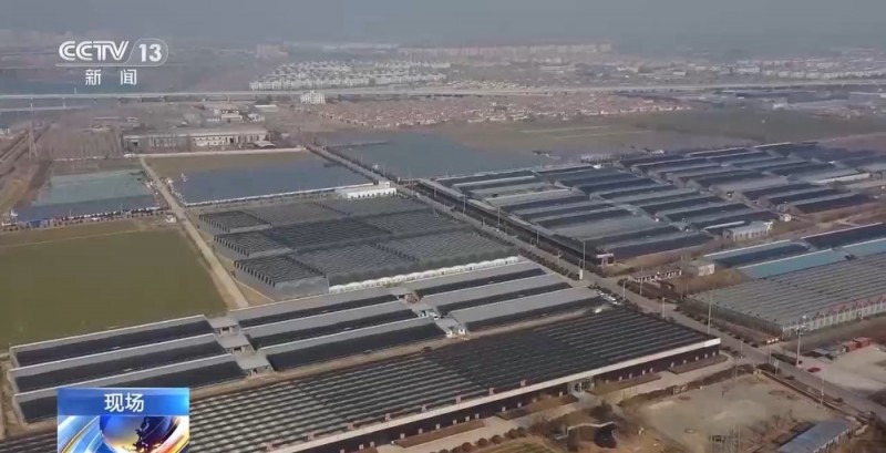 春节“氛围担当”登场 年宵花销售迎来旺季