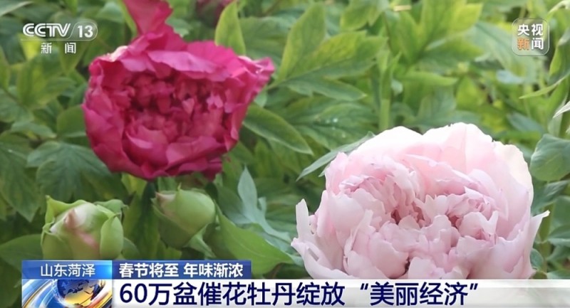 春节遇上“国色天香” 看看年宵花里的“中式美学”