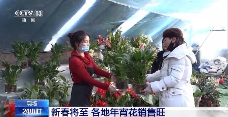 春节“氛围担当”登场 年宵花销售迎来旺季