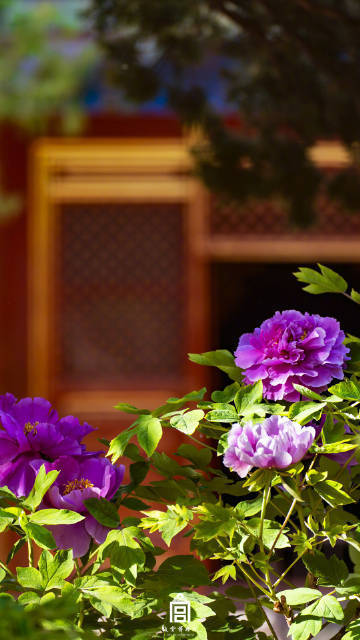 春节遇上“国色天香” 看看年宵花里的“中式美学”