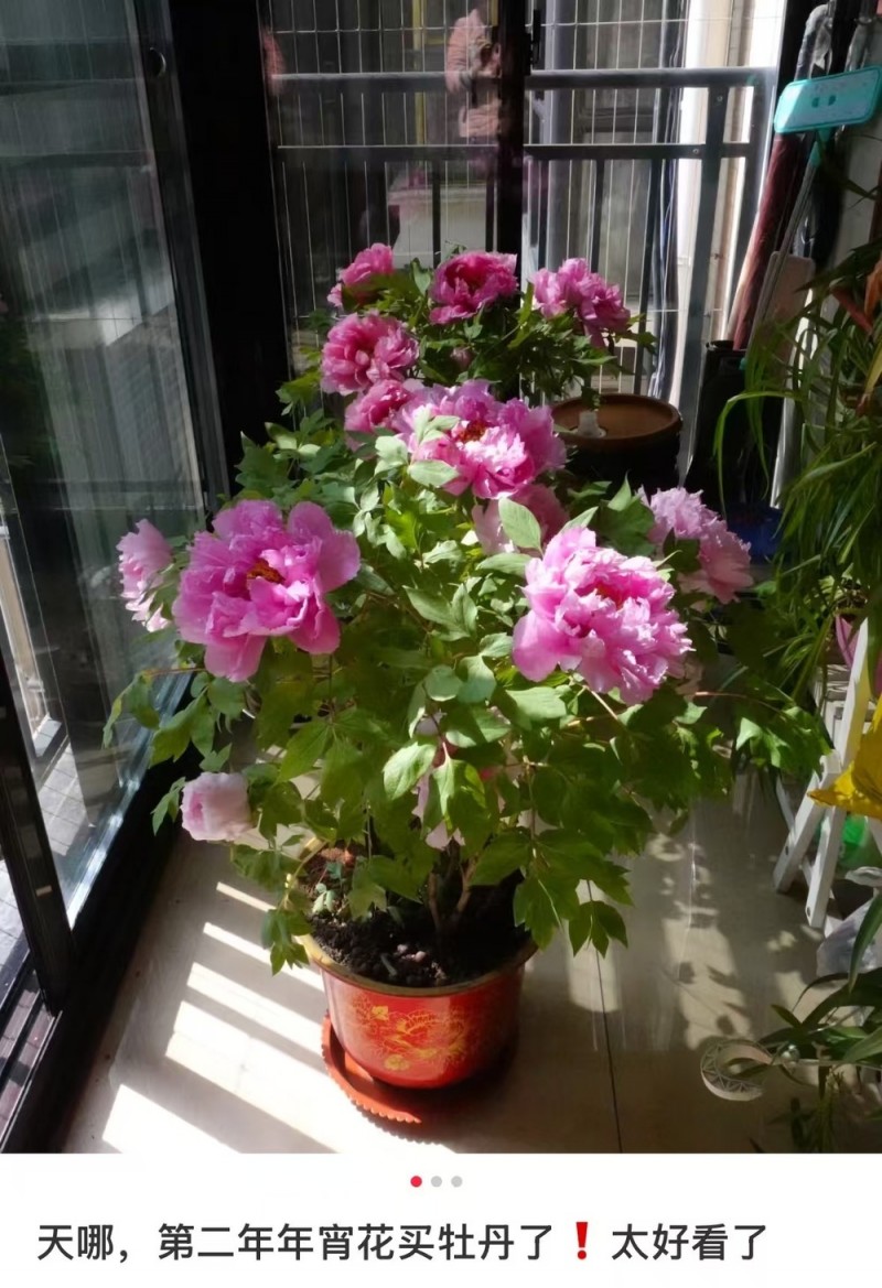 春节遇上“国色天香” 看看年宵花里的“中式美学”