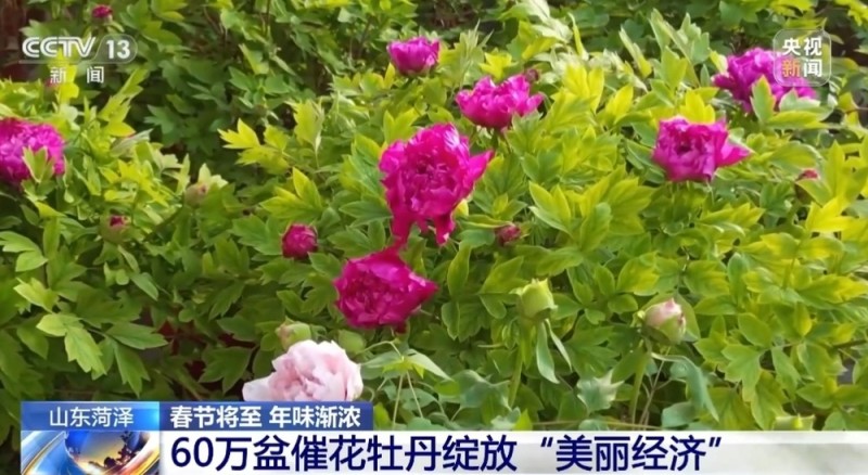 春节遇上“国色天香” 看看年宵花里的“中式美学”