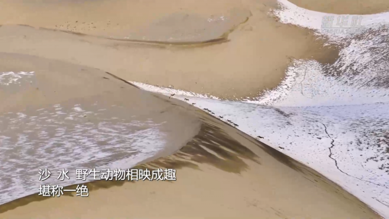 野生动物冬日徜徉新疆库木库里沙漠