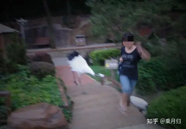 瞎扯 · 大部分动物都喜欢被摸头吗?