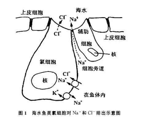 堂堂海洋地头蛇,怎么就被渴死了