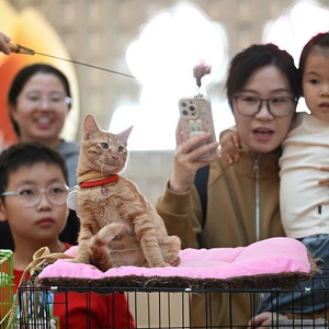 “0元购”后猫财两空！起底“免费领养”背后的“猫贷”套路