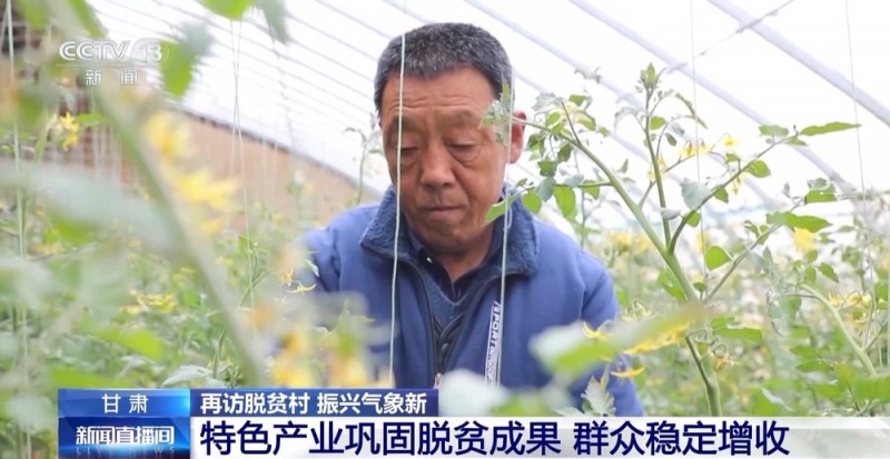 小番茄带来八倍收益  传统村落化身“手绘小镇”！看脱贫村的振兴路