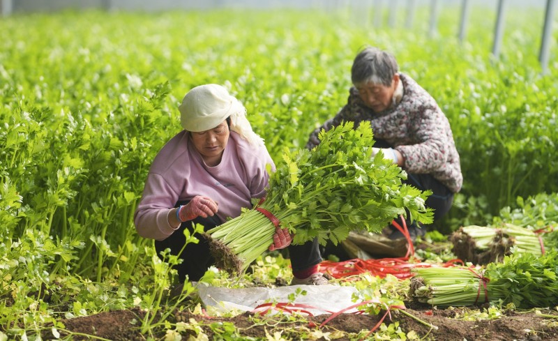 重磅！三大亮点解读2025年中央一号文件