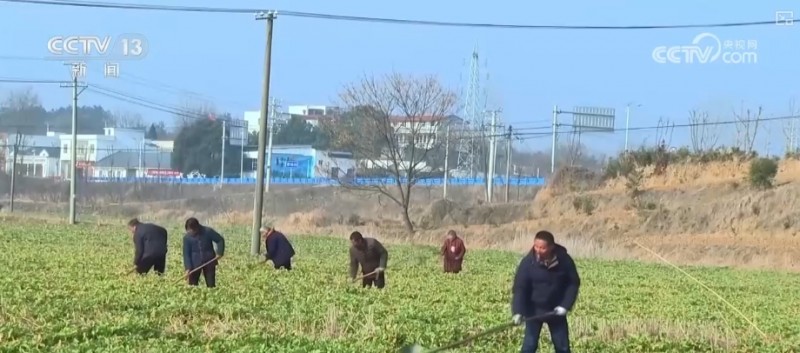 育种插秧、翻耕稻田，生产忙！各地春耕沃野生机勃勃