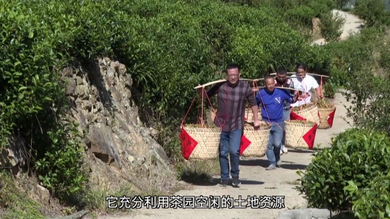 新华视点｜产业“破题” 绘就振兴“答卷”