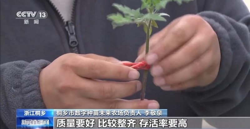 嫁接存活率达99%！这台种苗嫁接机器人不一般