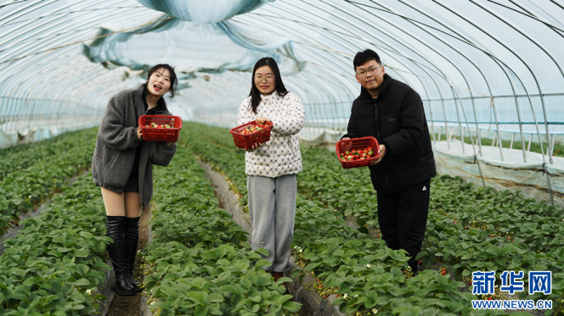 尝一口春鲜 草莓大棚藏着“致富妙方”