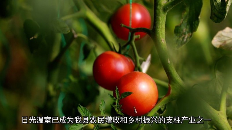 新华视点｜产业“破题” 绘就振兴“答卷”