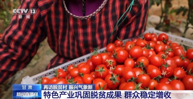小番茄带来八倍收益  传统村落化身“手绘小镇”！看脱贫村的振兴路
