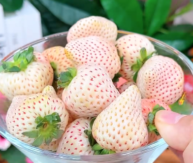 个儿大的就是激素草莓？这些谣言不能信！