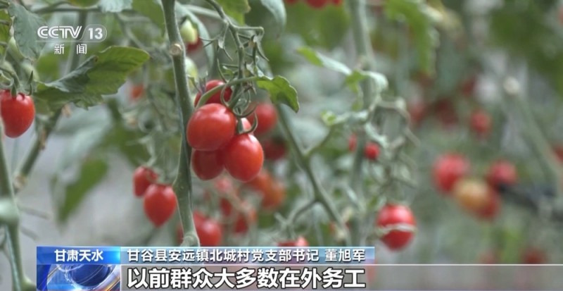 小番茄带来八倍收益  传统村落化身“手绘小镇”！看脱贫村的振兴路