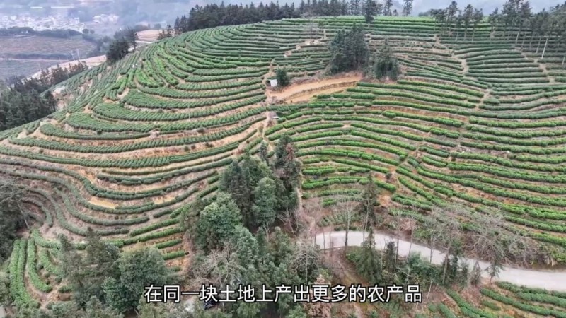 新华视点｜产业“破题” 绘就振兴“答卷”