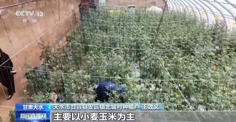 小番茄带来八倍收益  传统村落化身“手绘小镇”！看脱贫村的振兴路