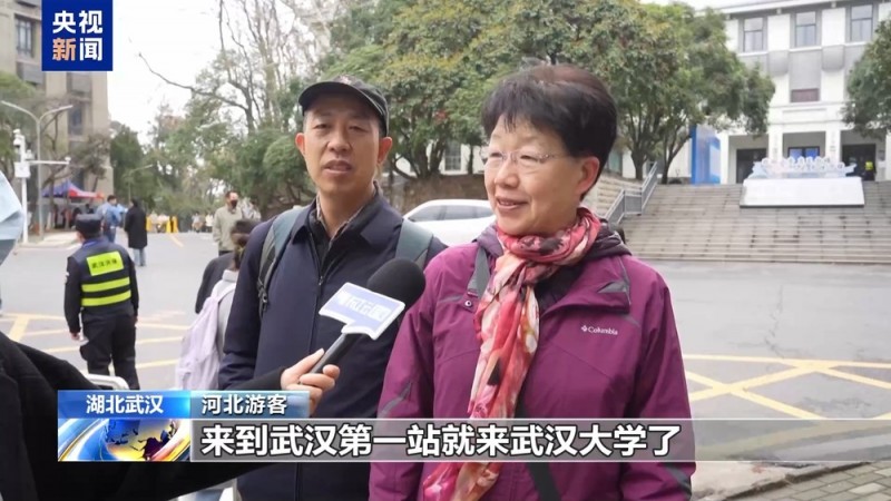 武大樱花季上线三条新线路  志愿者引导逛校园