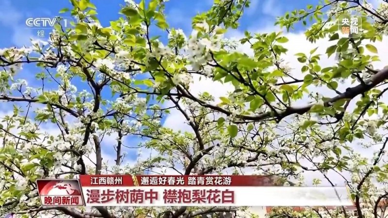总台周看点｜春来中国，花开正好！