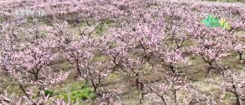 做旺“美丽经济” 传统农作物“蝶变”成农文旅融合“黄金产业”