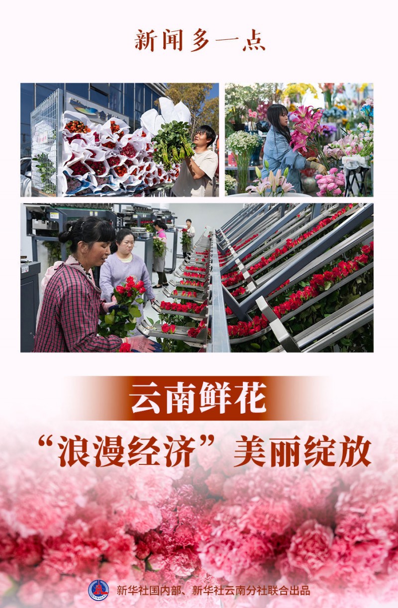 新闻多一点｜云南鲜花：“浪漫经济”美丽绽放