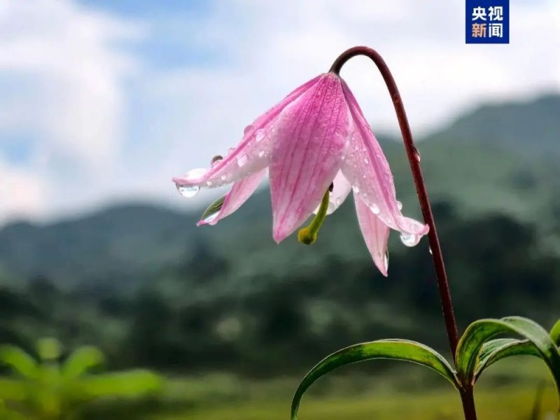 7点出发丨网传“出现XK5病毒，可致人死亡”？官方回应→