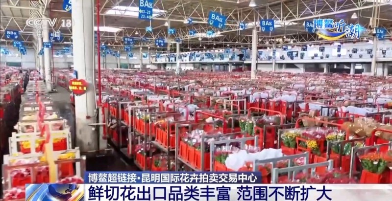 抢“鲜”生意手慢无 云南鲜花香飘世界