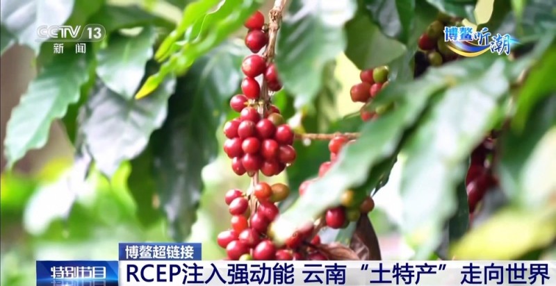 抢“鲜”生意手慢无 云南鲜花香飘世界