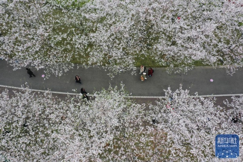 春暖赏花正当时