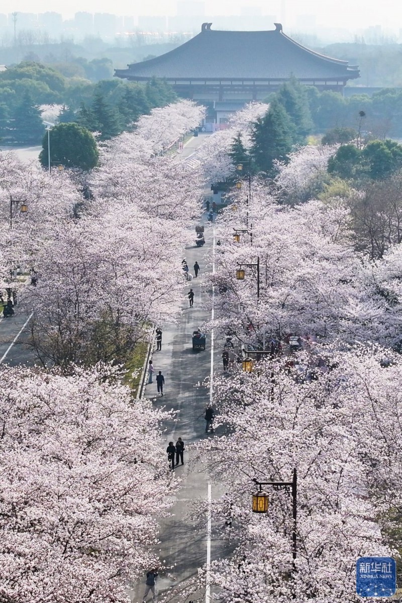 春暖赏花正当时