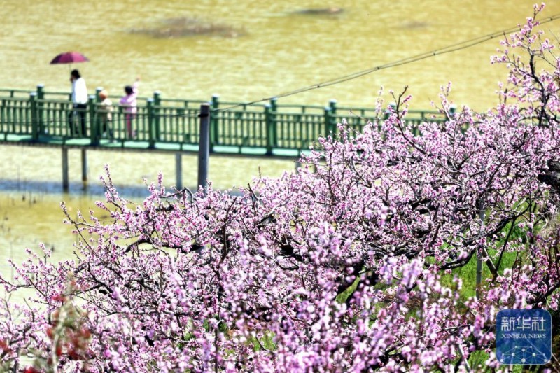 春暖赏花正当时