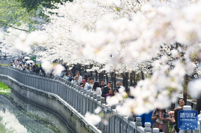 春暖赏花正当时