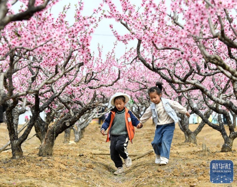 春暖赏花正当时