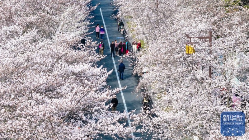 春暖赏花正当时