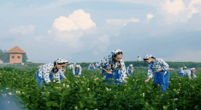 好品中国丨好一朵美丽的茉莉花
