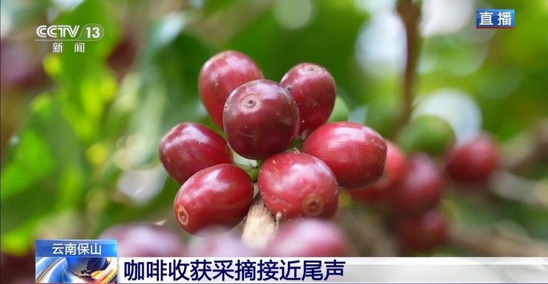 “左手咖啡右手茶” 两张产业名片助力云南经济腾飞