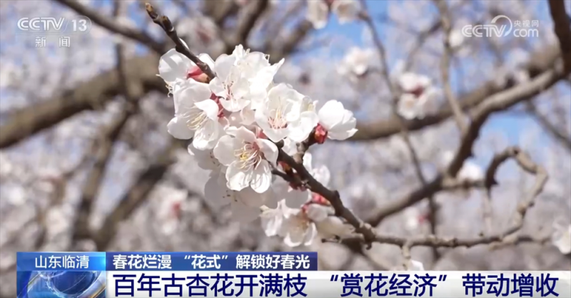 春花烂漫“花式”解锁好春光 “美丽经济”赋能乡村振兴