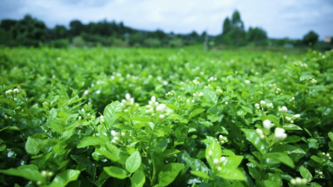 好品中国丨好一朵美丽的茉莉花