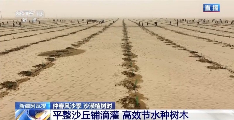 “锁边”→“扩边” 塔克拉玛干沙漠植树造绿迎来新进展