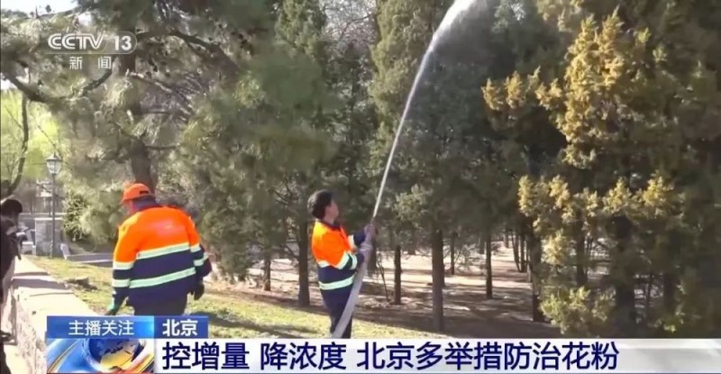 天坛公园柏树“冒烟”了！网友：花粉过敏人的“天塌了”！