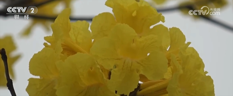各地催热“赏花经济”新业态 绿色发展路径“以花兴业”焕发蓬勃生机