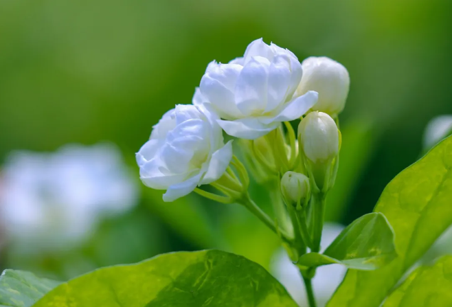 好品中国丨好一朵美丽的茉莉花