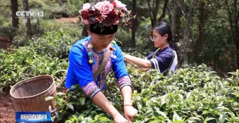“左手咖啡右手茶” 两张产业名片助力云南经济腾飞
