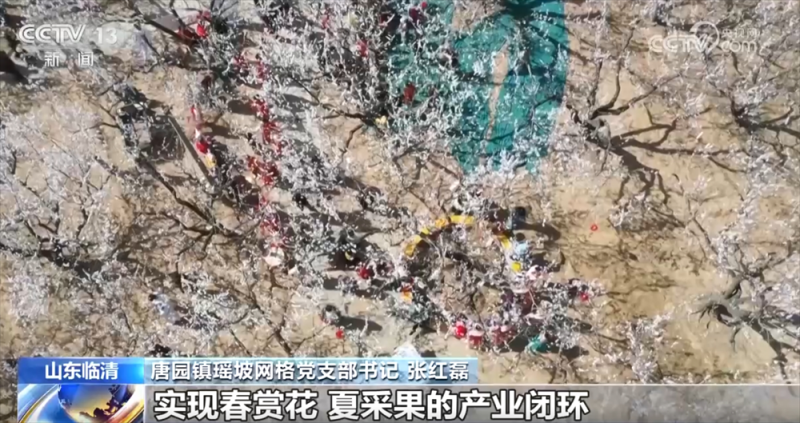 春花烂漫“花式”解锁好春光 “美丽经济”赋能乡村振兴