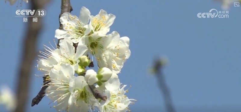 春赏花、夏榨油、秋收粮 “赏花+”扮“靓”经济新增长点