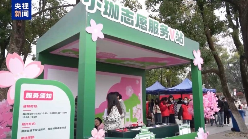 武大樱花季上线三条新线路  志愿者引导逛校园