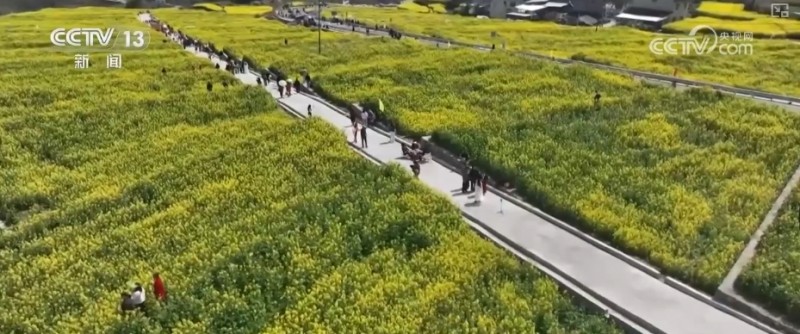 春赏花、夏榨油、秋收粮 “赏花+”扮“靓”经济新增长点