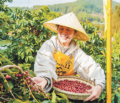 凭借独特风味和品质走俏国际市场――云南咖啡 香飘世界（国际视点）