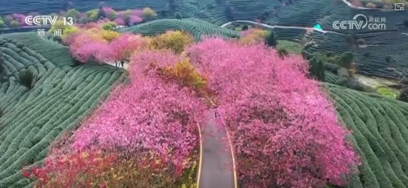 “冰雪+”“茶旅+”邂逅春日经济 创新玩法释放消费“新”活力